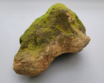 Mossy Rock 9” Natural Terrarium Decor