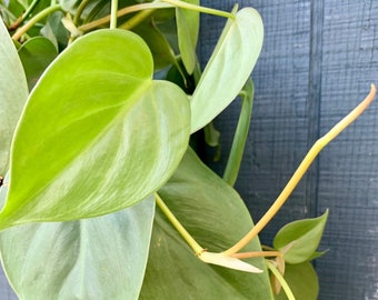 Heart Leaf philodendron