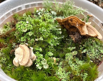 Mini Terrarium Lichen Mix
