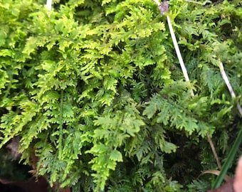 Mousse de plumes, hypnose vivante, terrarium et fournitures de bonsaï