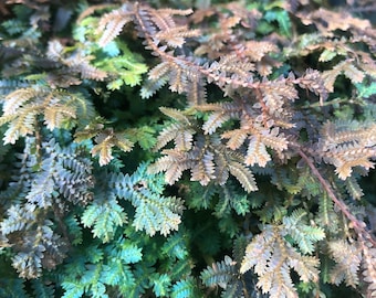 Selaginella uncinata, Rainbow Peacock Selaginella