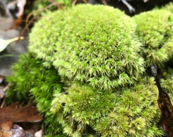 Pin Cushion Moss, Leucobryacae glaucum, aka Cushion Moss, Pillow Moss