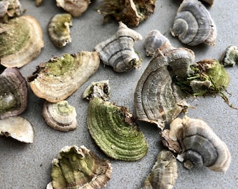 Mini Mushrooms: Natural Fairy Garden and Terrarium Decor