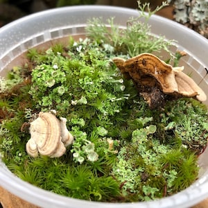 Mini Terrarium Lichen Mix