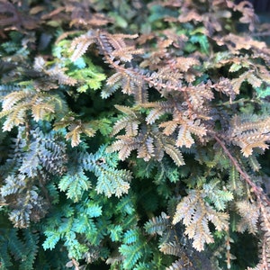 Selaginella uncinata, Rainbow Peacock Selaginella