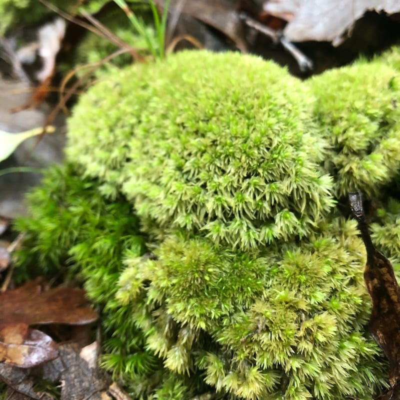 Diorama Supplies Forest Etsy