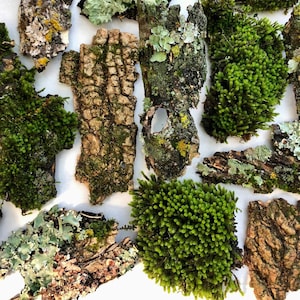Mossy Bark Assortment, 100% Natural and Habitat Safe, Moss and Lichen Bark Variety Packs