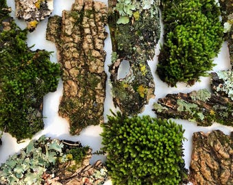 Natural Mossy Bark Assortment: Habitat Safe Lichen Bark Variety Pack