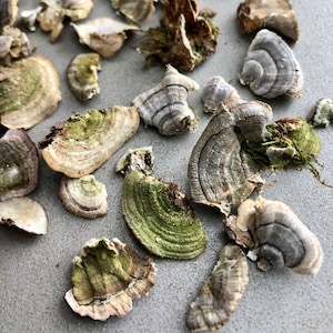 Mini Mushrooms for Fairy Gardens, Crafts, or Terrarium Decor. Perfectly tiny mushrooms available in multiple sizes!