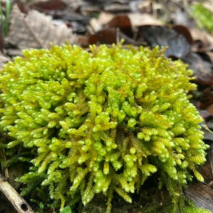 Spoon Leaved Moss,  Bryoandersonia illecebra, Live Terrarium Moss