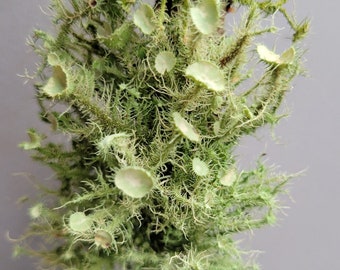 Lichen Branches, 3pc Live Natural Lichens for Terrariums and Habitats