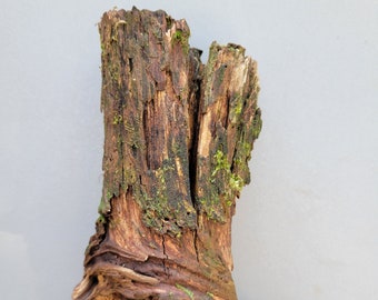 Mossy Stump Wood, Honeysuckle Root Wood 9"