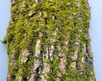 Mossy Bark, 14" Natural Bark Panel