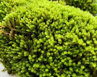 Star Moss  Tortula ruralis