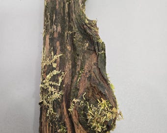 Mossy Wood with Live Moss, Natural Terrarium Decor 16"