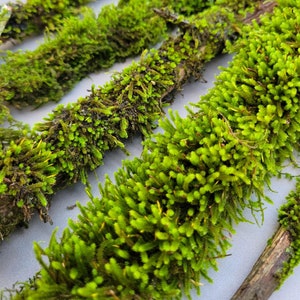 Mossy Branches, Natural Cedar Branches with Live Moss, Forest Decor for Woodsy Projects