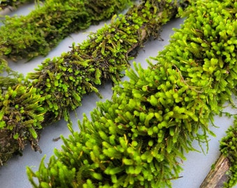 Rami muschiosi, rami di cedro naturali con muschio vivo, decorazioni forestali per progetti boschivi