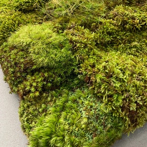 Live Moss Variety Bag for Terrariums, Fairy Gardens, Moss Art, Indoor or Outdoor Gardens image 4
