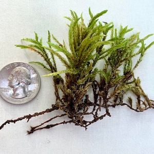 Live American Tree Moss: Climacium Dendroides Strands