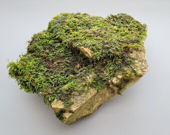 Mossy Rock 10” Natural Terrarium Decor