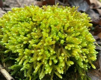 Cuillère à feuilles de mousse, Bryoandersonia illecebra, mousse de terrarium vivante