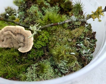 Mini Terrarium Moss Mix