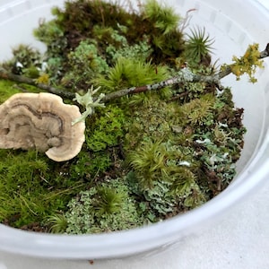 Mini Terrarium Moss Mix