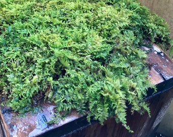 High Quality Sheet Moss/Brocade Moss  Hypnum Imponens Washed, No Bugs,  Terrarium Vivarium Fairy Garden Bonsai - Yahoo Shopping