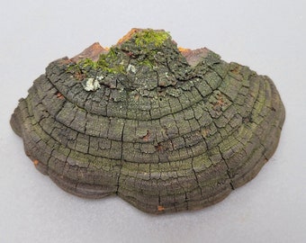 Cracked cap Polypore 6” Phellinus robiniae Shelf Mushroom