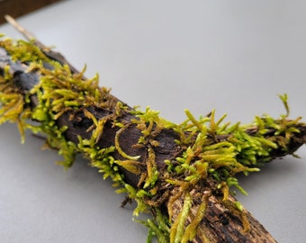 Mossy Wood 15” Terrarium Decor, Live Moss on Natural Wood