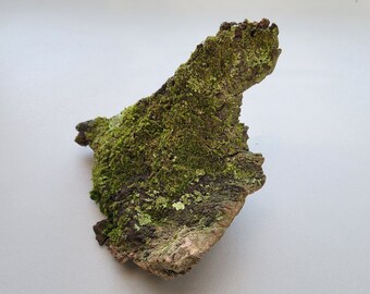 Mossy Wood 7” Terrarium Decor Natural Wood