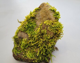 Mossy Rock 5” Natural Terrarium Decor