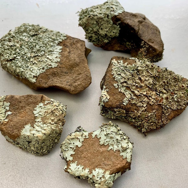 Lichen Rocks Mini Lichen Rocks for Terrarium Decor, Fairy Gardens, Bonsai, Zen Gardens, Craft Use