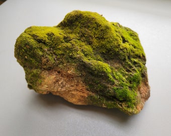 Mossy Rock 8” Natural Terrarium Decor