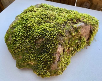 Mossy Rock 11” Natural Terrarium Decor