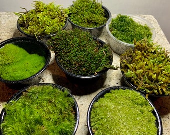 Live Moss Sampler, 8 Varieties of Terrarium Moss