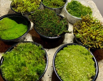 Paquete de muestra de musgo vivo para terrarios, surtido natural para hábitats, vivarios, bonsáis o jardines de hadas.