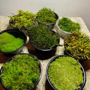 Live Moss Sampler, 8 Varieties of Terrarium Moss image 1