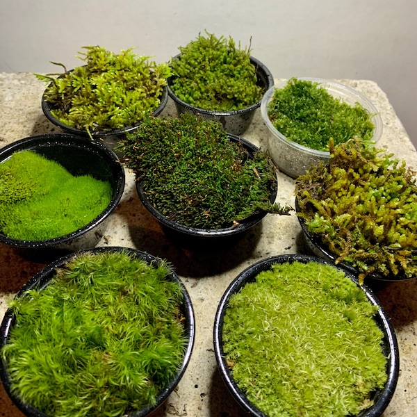Live Moss Sampler, 8 Varieties of Terrarium Moss