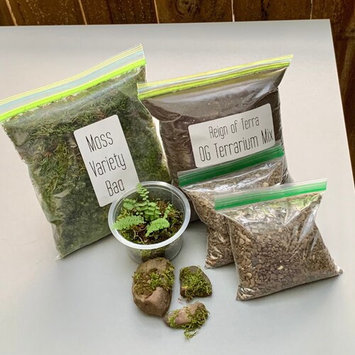 Terrarium Kit with Live Moss, Mini Ferns, Mossy Stones, Soil & More!