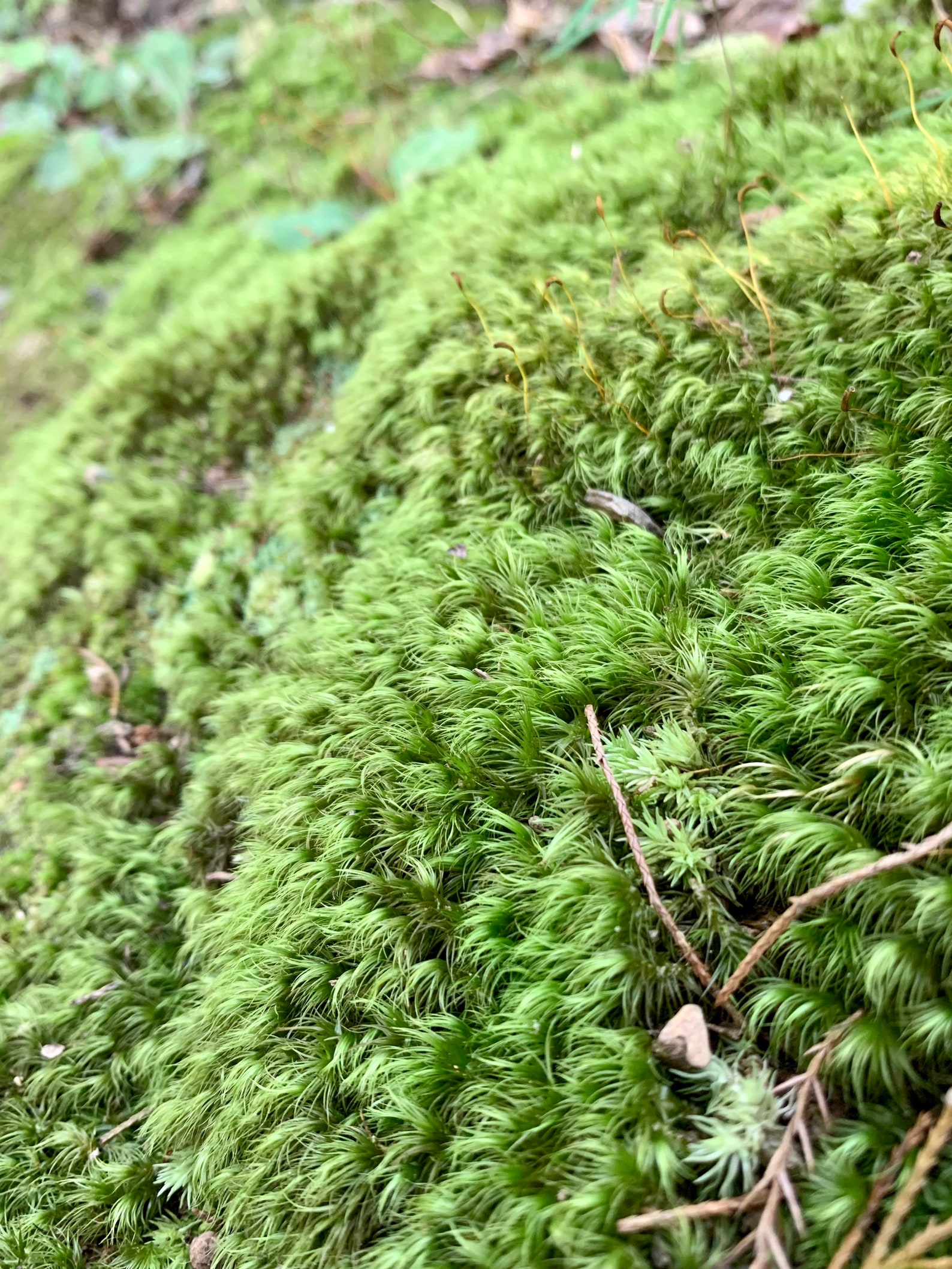 Mood Moss Dicranum Scoparium Terrarium Moss Carpet Moss Etsy