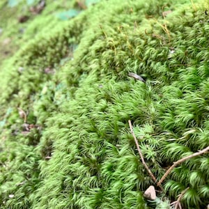 Mood Moss Dicranum Scoparium Terrarium moss Carpet moss image 5