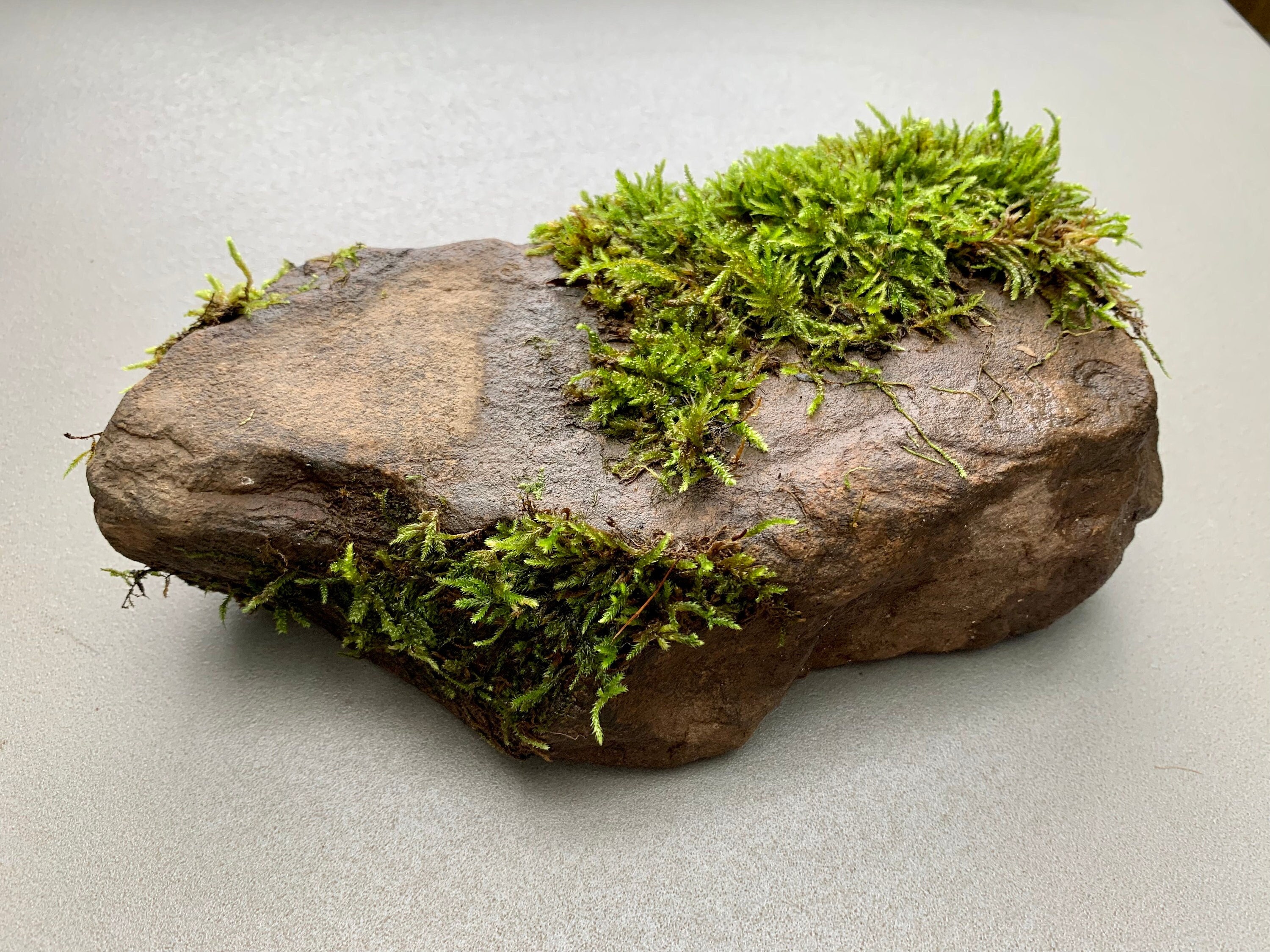 Moss Rocks Perth What Does Moss Rock Look Like