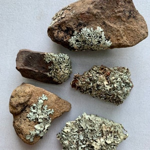 Puede incluir: Cinco rocas de formas irregulares cubiertas de l&iacute;quenes verdes y blancos. Las rocas son de varios tonos de marr&oacute;n y gris.