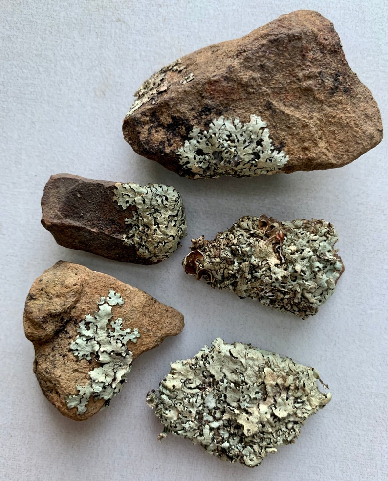 Puede incluir: Cinco rocas de formas irregulares cubiertas de l&iacute;quenes verdes y blancos. Las rocas son de varios tonos de marr&oacute;n y gris.