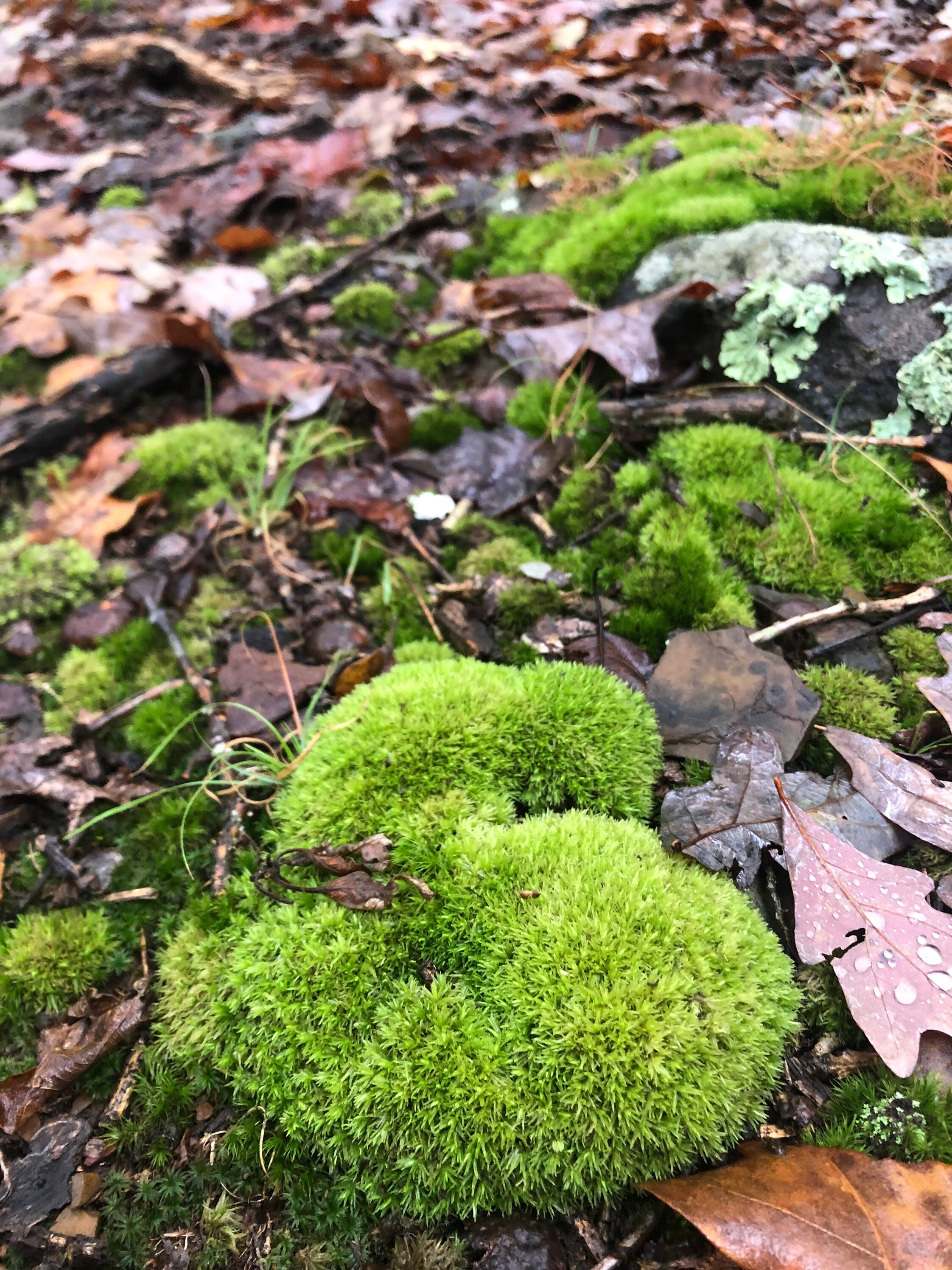 Minnesota Seasons - pincushion moss