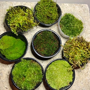 Live Moss Sampler, 8 Varieties of Terrarium Moss image 2
