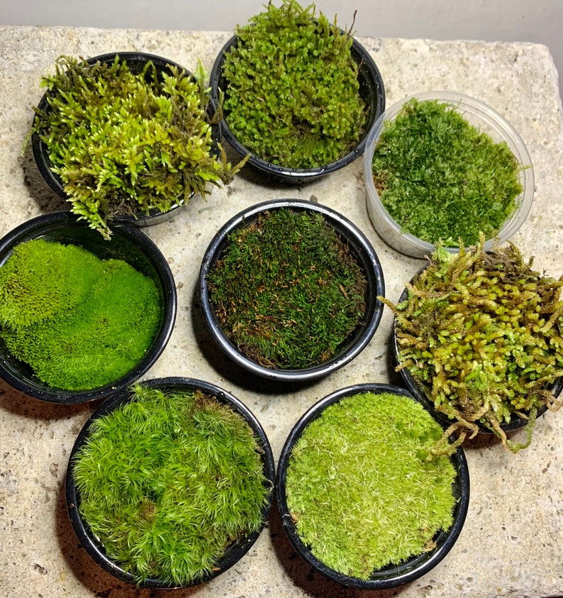 Live Moss Sampler, 8 Varieties of Terrarium Moss image 2