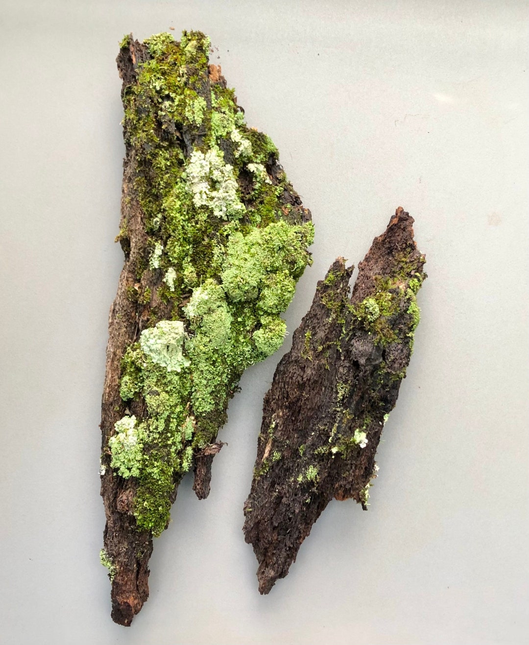 Large Bark With Moss Lichens, Natural Terrarium Bark 2pc P Etsy