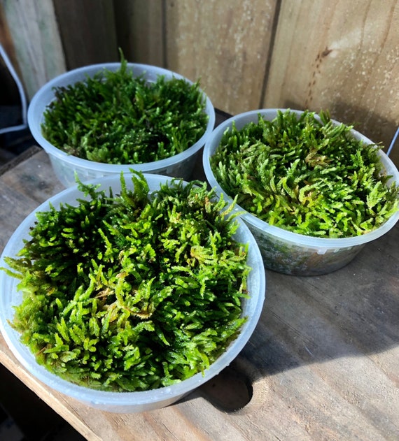 Live Moss Grab Bag Fresh Green Healthy for Terrariums Houseplants